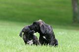 CANE CORSO 1169